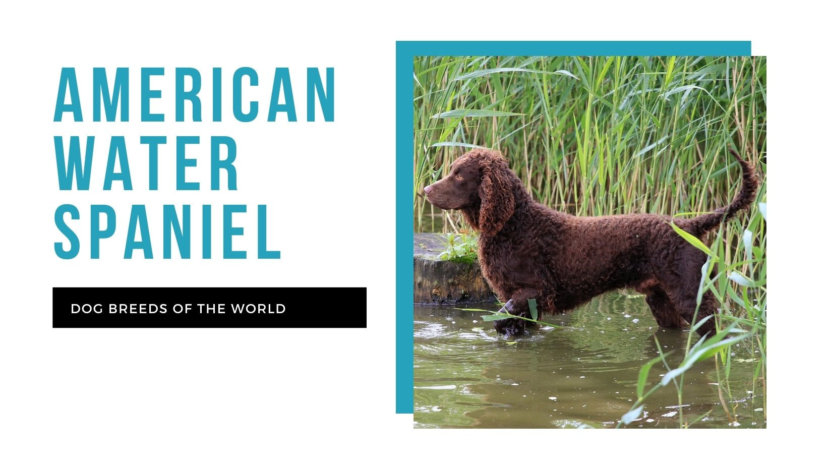 American water spaniel