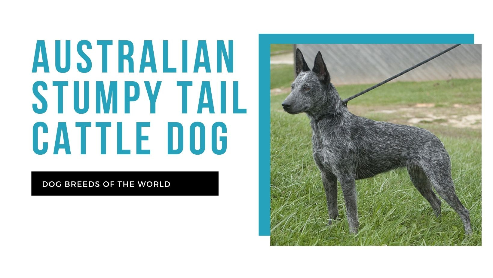 Australian stumpy tail cattle dog