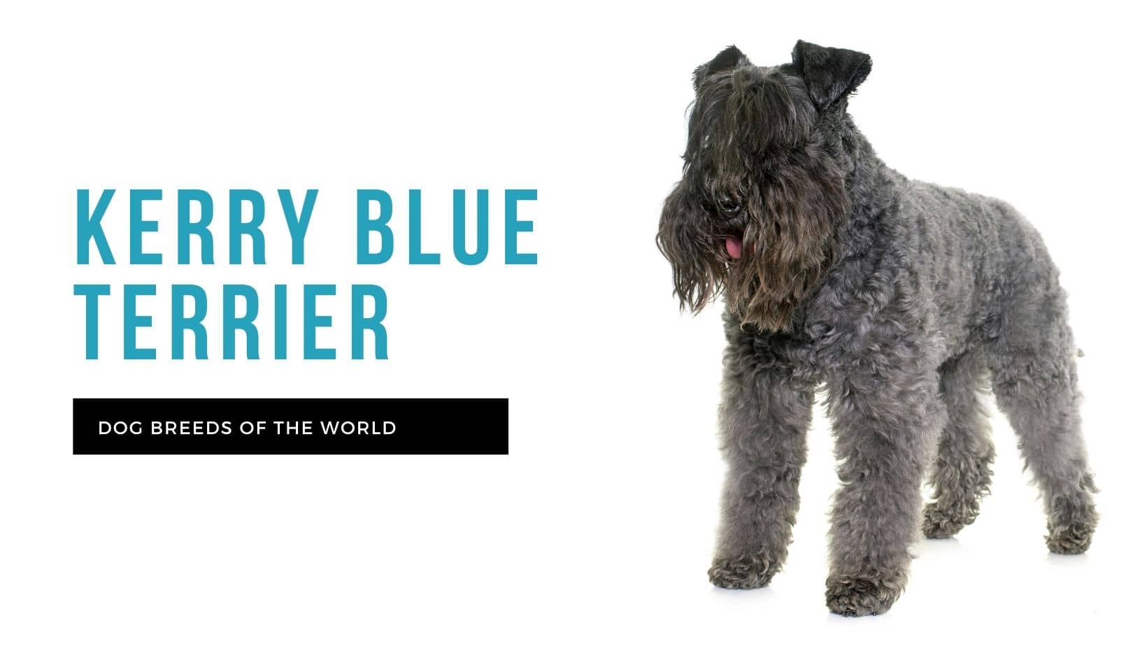 Kerry blue terrier
