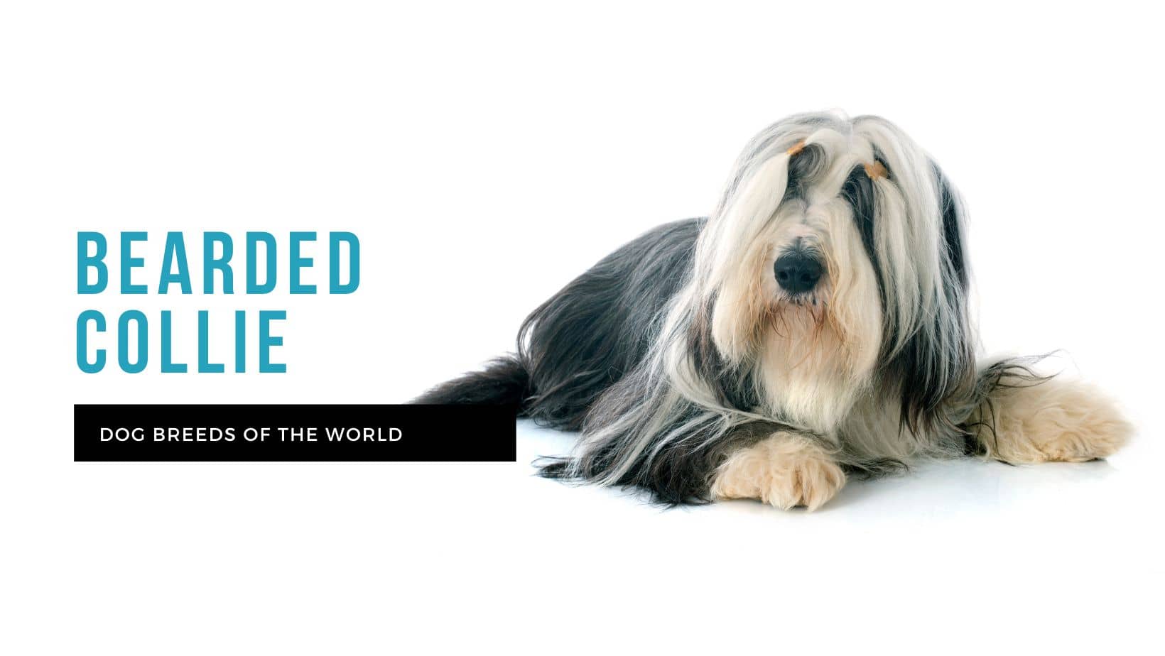 Bearded collie deals shedding