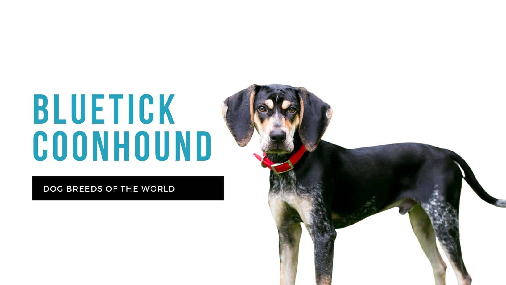 Bluetick coonhound