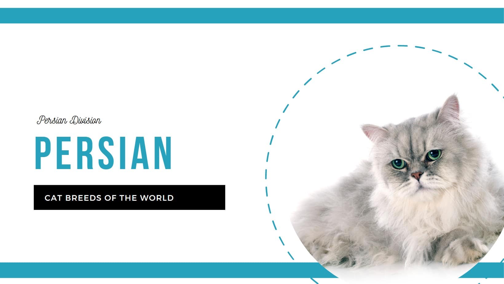 Persian Cat Pet Hero