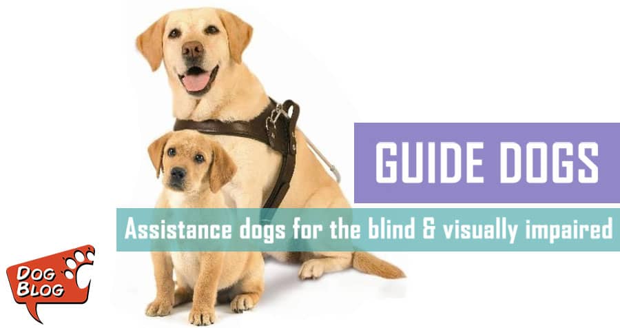 Guide Dogs For The Blind And Visually Impaired | Pet Hero