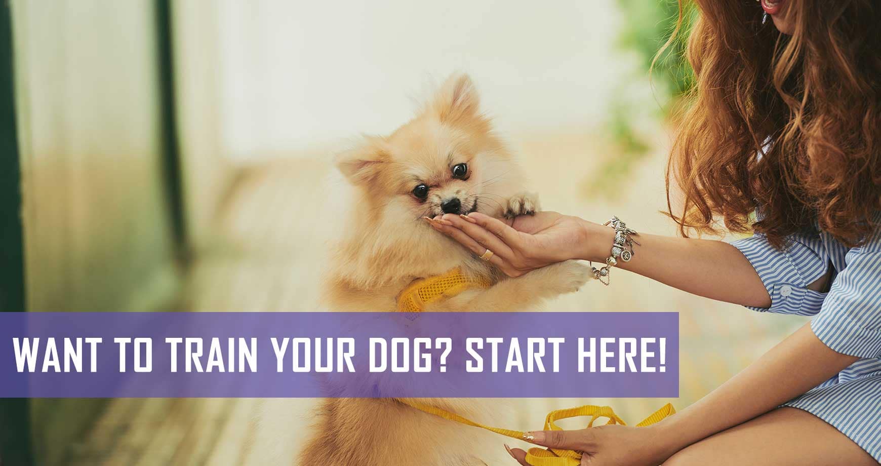 Want To Train Your Dog? Start Here! Pet Hero