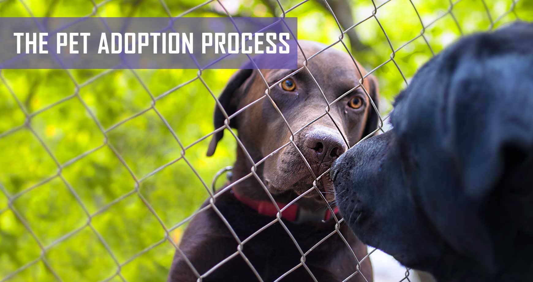 The Pet Adoption Process | Pet Hero