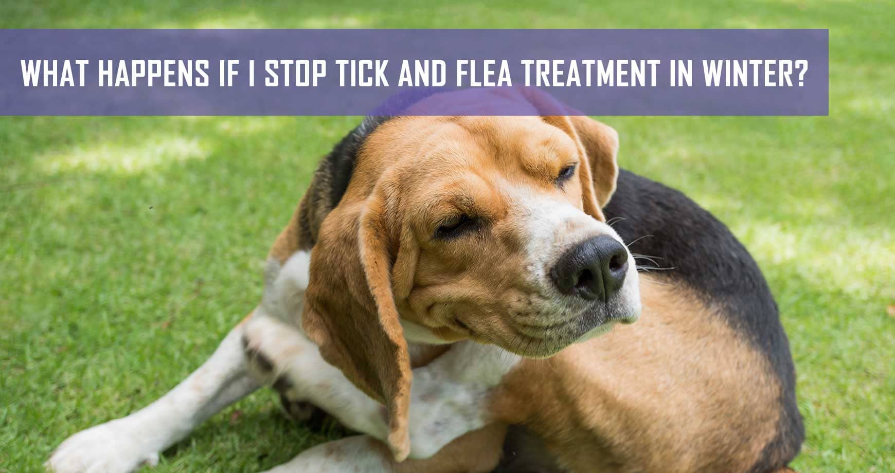 do dogs need flea medication in the winter