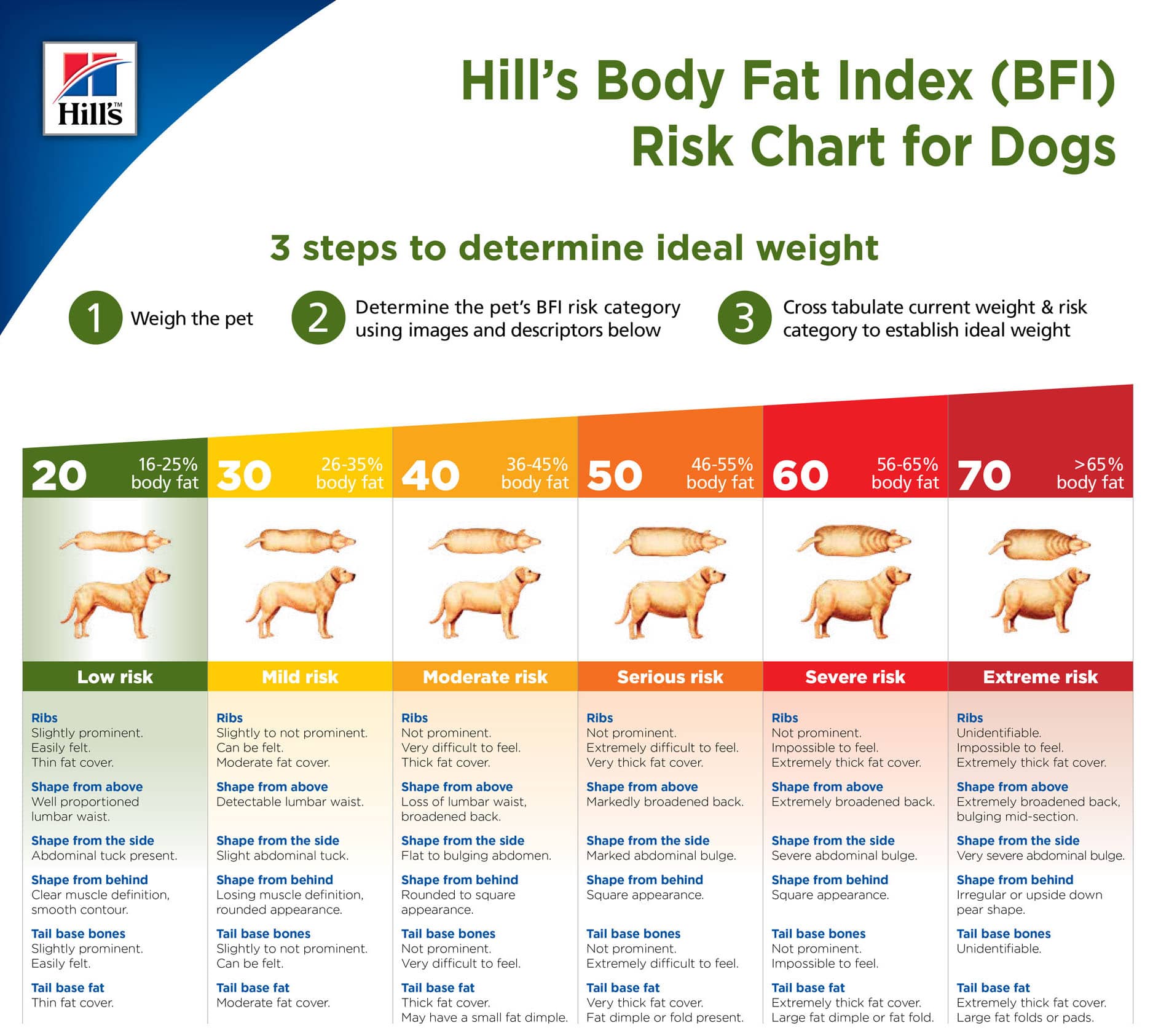 Should Pets Gain Weight In Winter? 