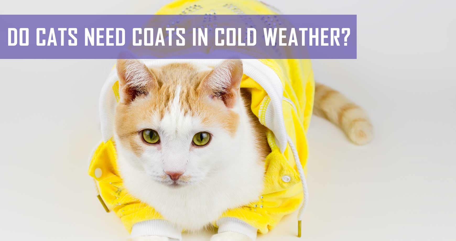 Do Cats Need Coats In Cold Weather? Pet Hero