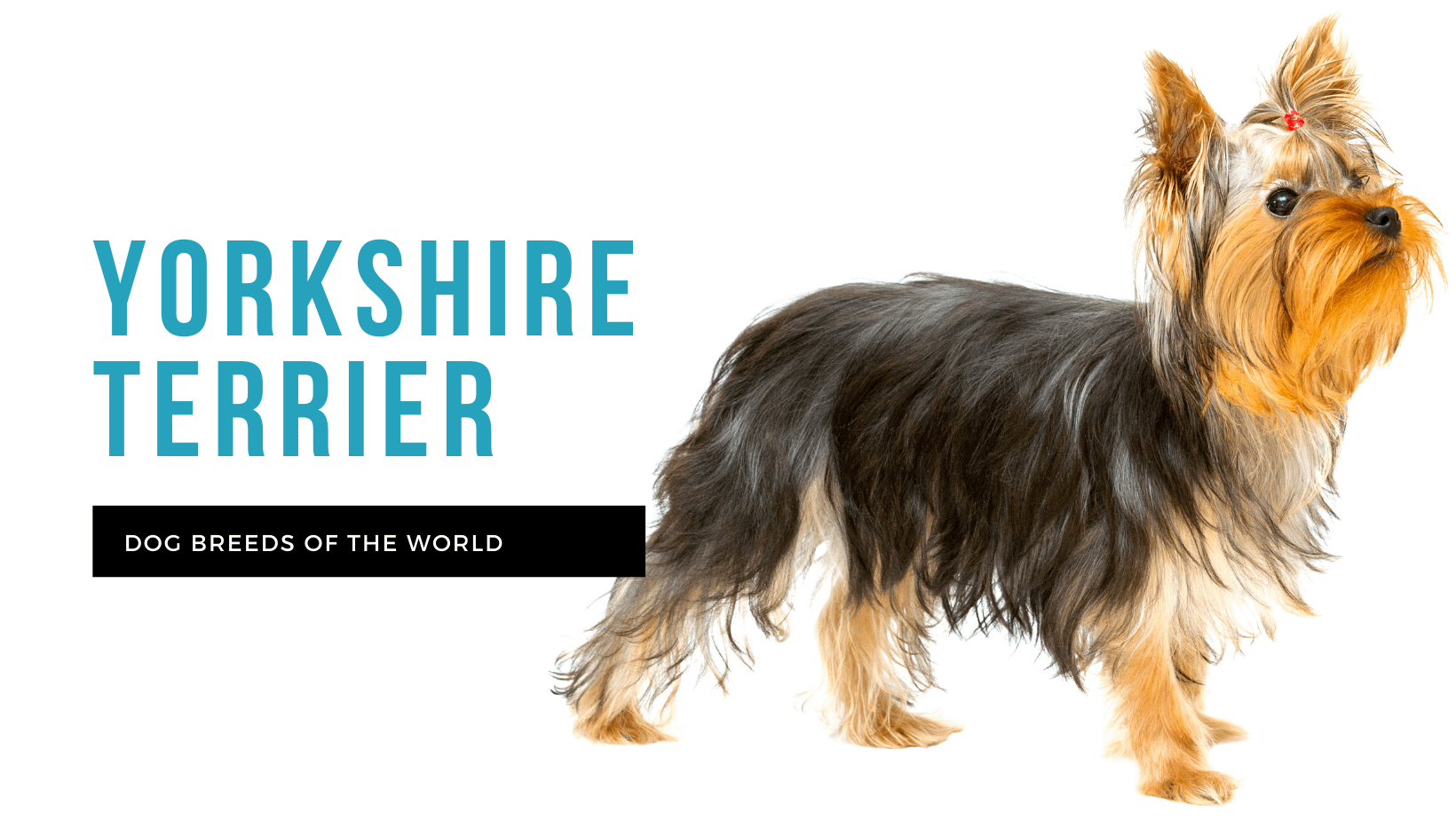 are yorkie yorkshire terrier maltese dogs non shedders