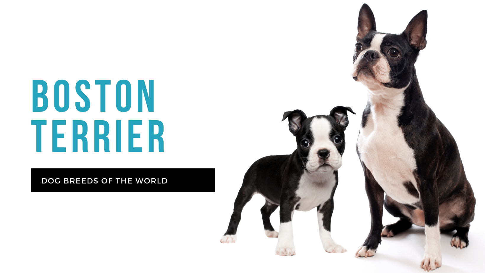 what breeds created the boston terrier