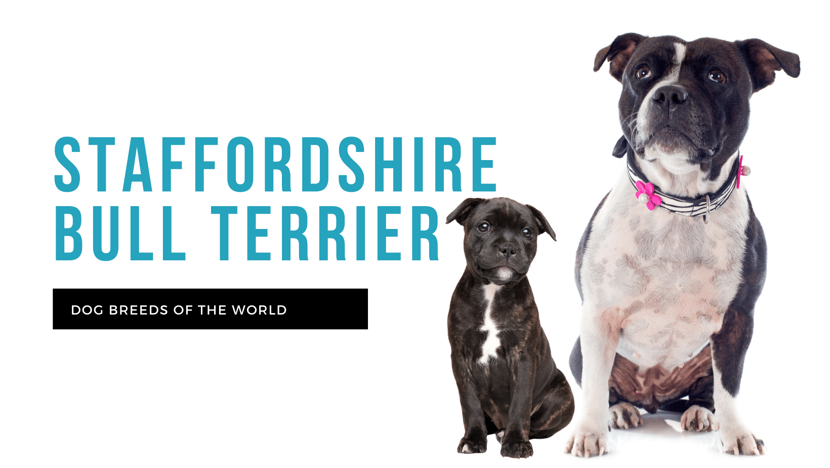 Staffordshire bull terrier, British, Companion, Loyal