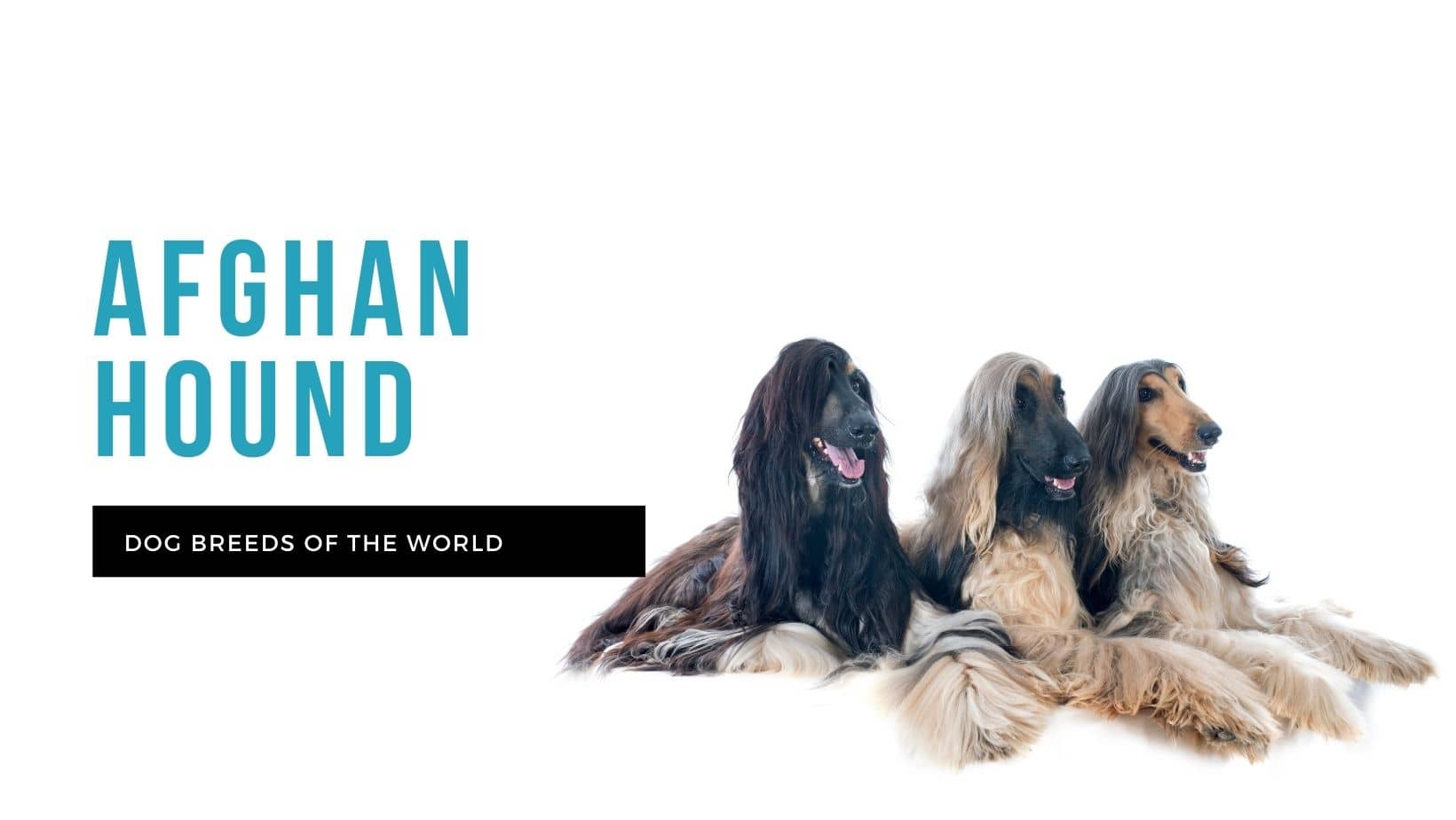 Afghan Hound | Pet Hero