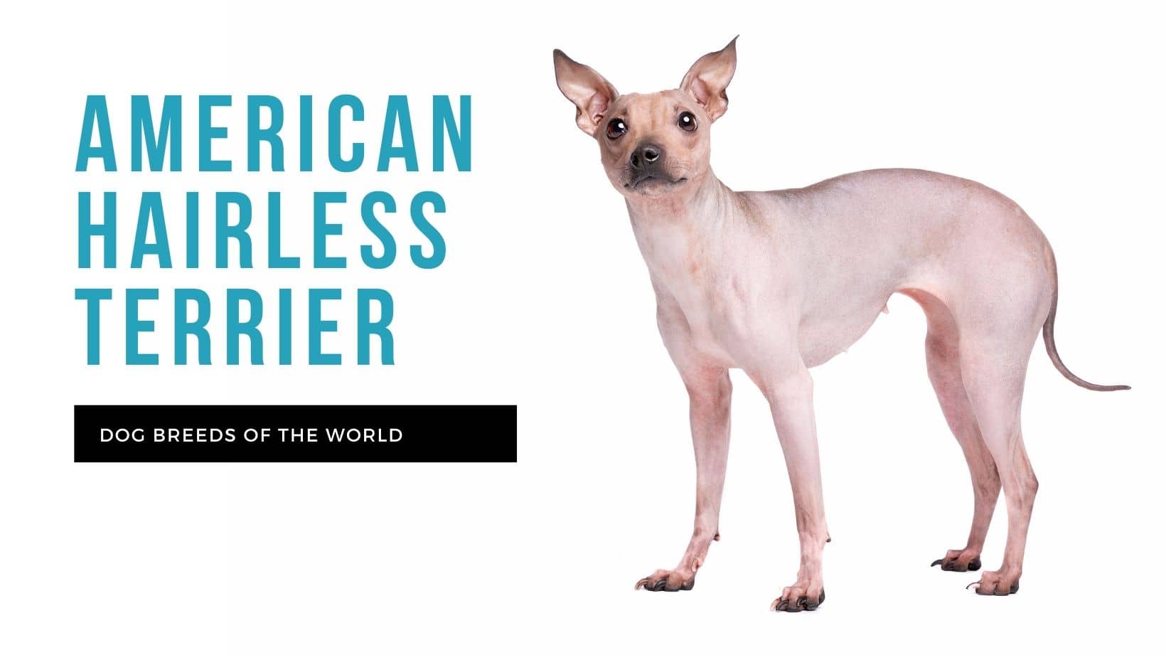 what does an american hairless terrier look like