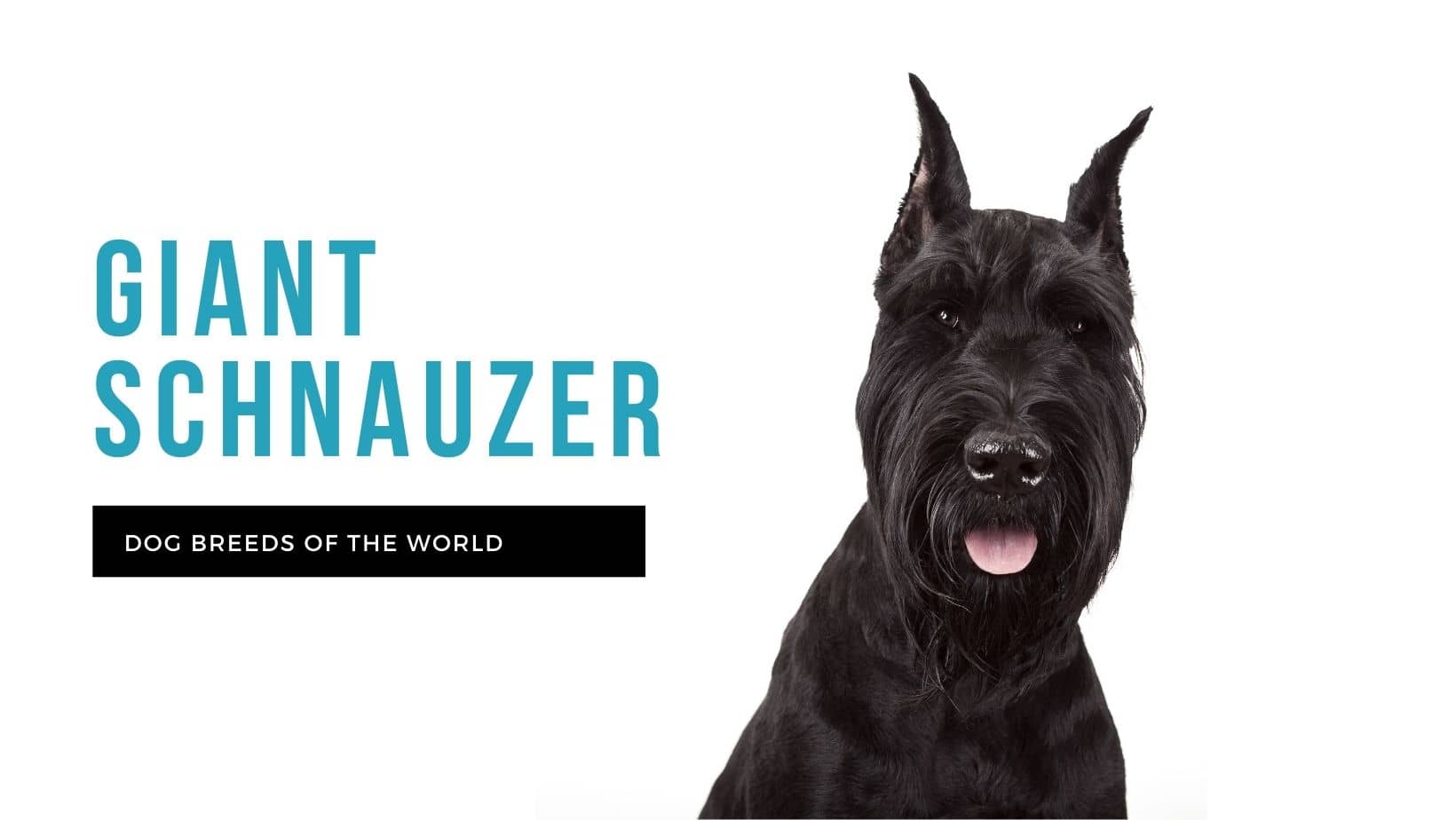 are giant schnauzer german