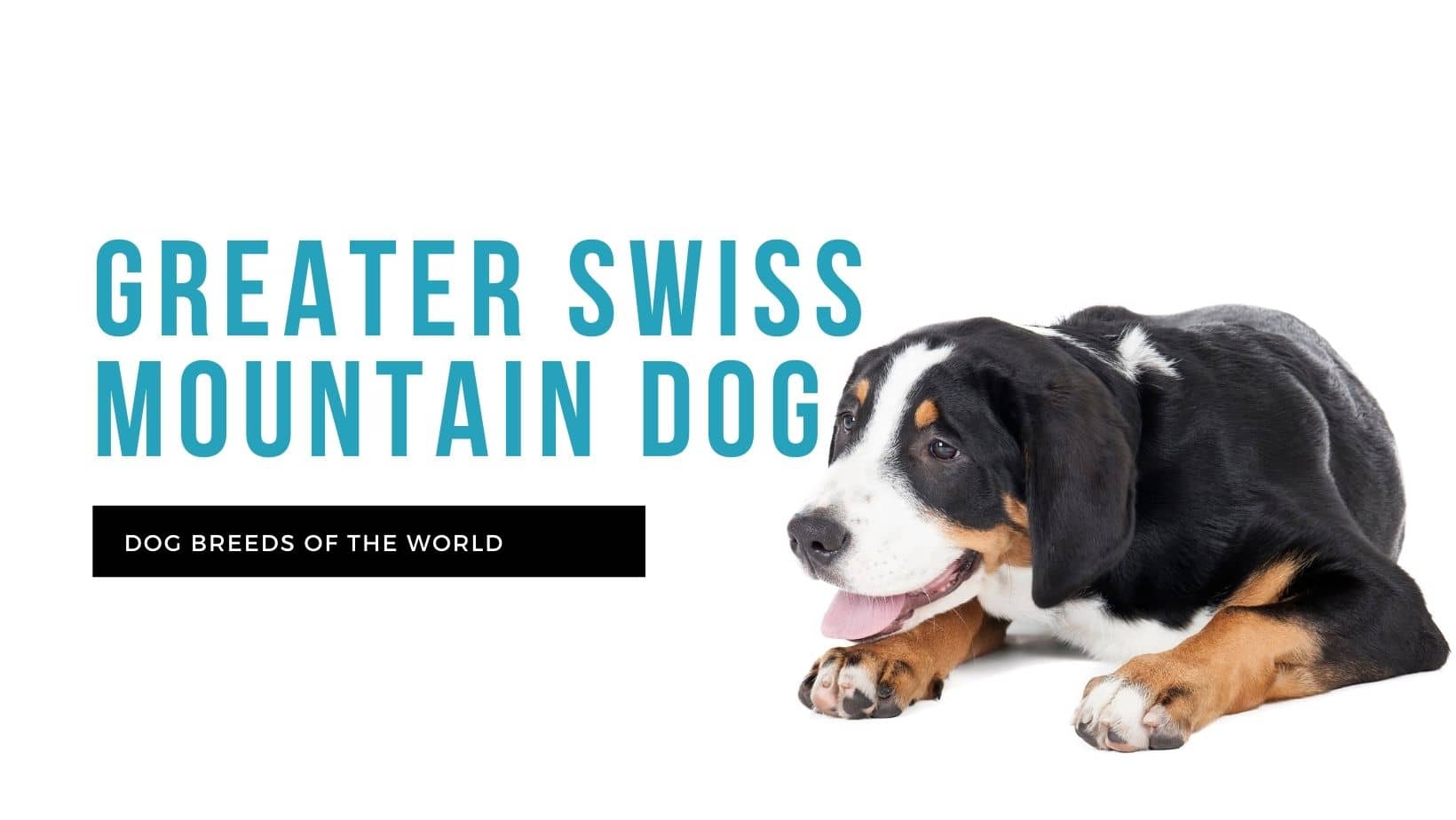 what is the rarest dog breed in switzerland