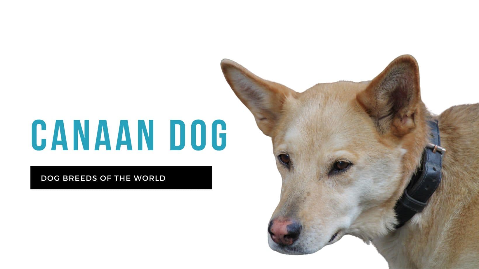 Are Canaan Dog The Most Intelligent Dogs