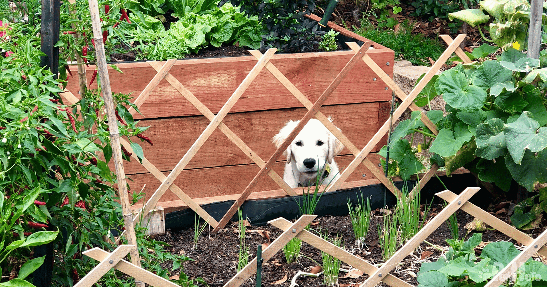 how do you puppy proof your home